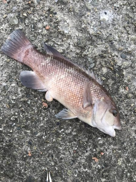 雨が降るまでに