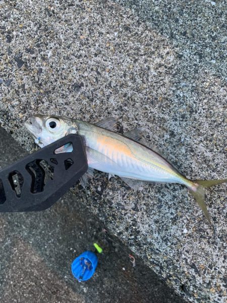 春がきたϵ( \'Θ\'…