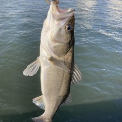 仕事終わりの短時間釣行