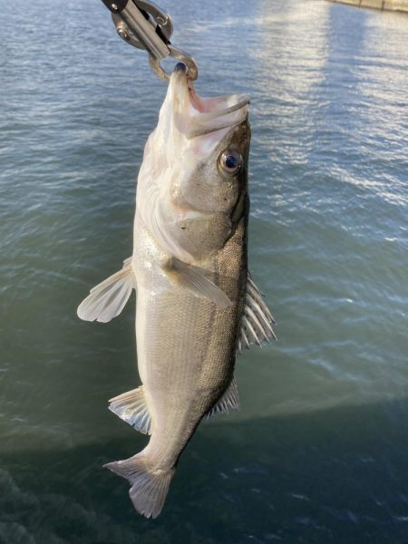 仕事終わりの短時間釣行