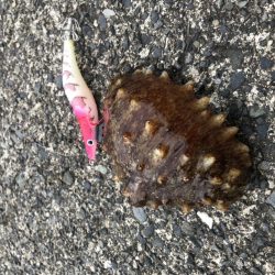 コウイカも食べます