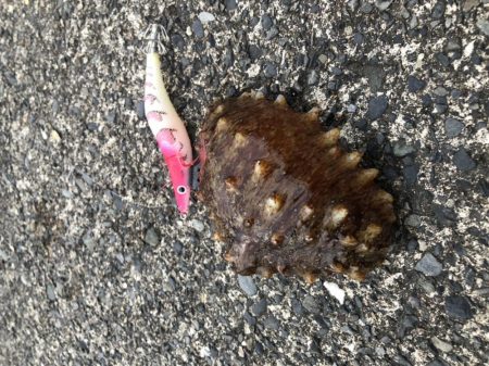 コウイカも食べます