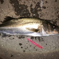 バチ抜けシーバス