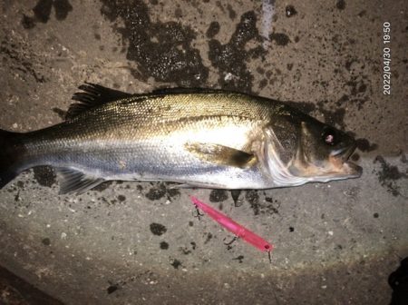 バチ抜けシーバス