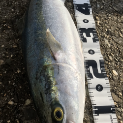 苦労してメジロ