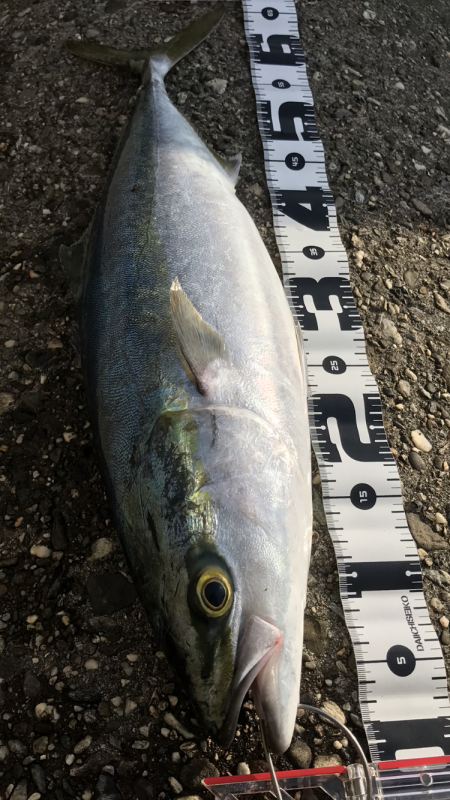 苦労してメジロ