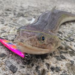 爆風とエソの微笑み