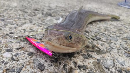 爆風とエソの微笑み