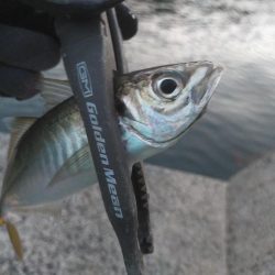 まずまずのマズメアジング