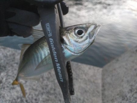 まずまずのマズメアジング