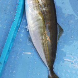 台風明けアジ確認