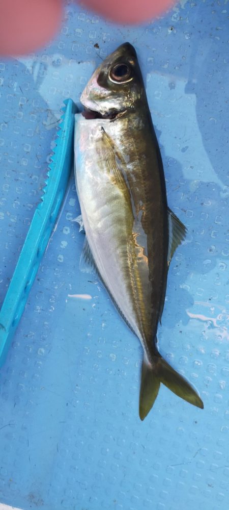 台風明けアジ確認