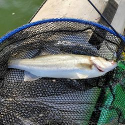 今シーズン初シーバス