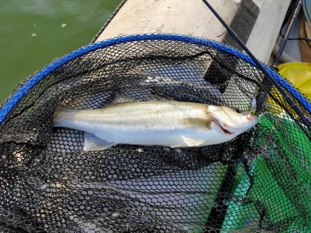 今シーズン初シーバス