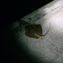 新しい竿が届いたので