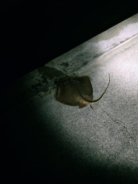 新しい竿が届いたので