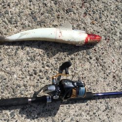 外道に邪魔されながらも大満足の釣果!