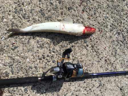 外道に邪魔されながらも大満足の釣果!