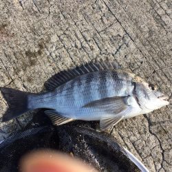 乗っこみチヌや花見カレイの接岸が始まっております!