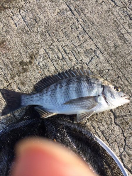 乗っこみチヌや花見カレイの接岸が始まっております!