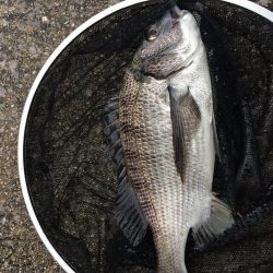 周防大島全体でチヌやカレイの活性が高くなっております