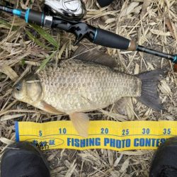 野池でショアジギングタックルでフナ！！