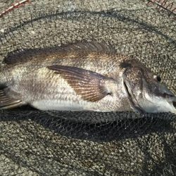 乗っ込みちぬ！ヘチ釣り