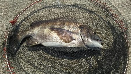 乗っ込みちぬ！ヘチ釣り