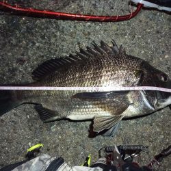 2022/04/03 南港ヘチ釣り釣行 ~ 歳無し釣果!!