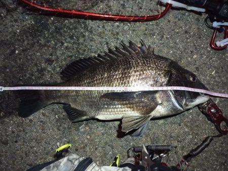 2022/04/03 南港ヘチ釣り釣行 ～…