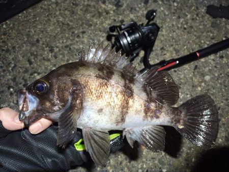 2022/04/04 南港ライトゲーム釣行…