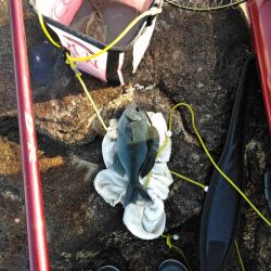 フカセ‥釣れないですネ・・