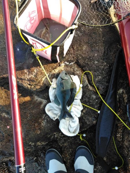 フカセ‥釣れないですネ・・