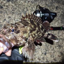 2022/04/06 南港ライトゲーム釣行