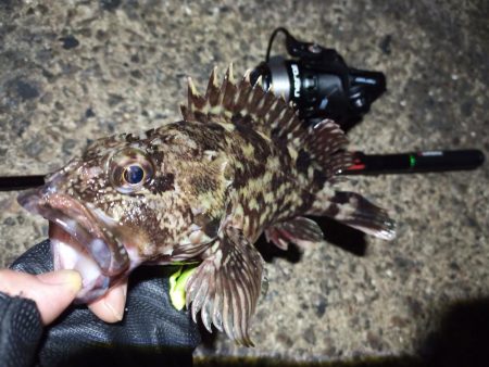 2022/04/06 南港ライトゲーム釣行…