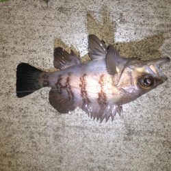 久々のアイナメ！