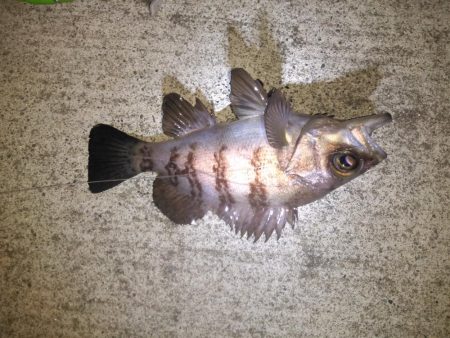 久々のアイナメ！