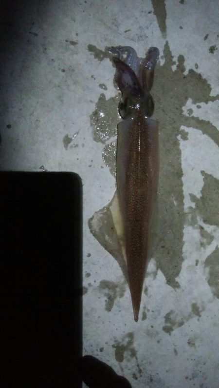 ヤリイカ1杯！スルメイカ1杯！