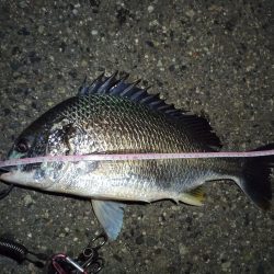 2022/04/10 南港ライトゲーム釣行