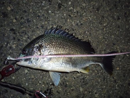 2022/04/10 南港ライトゲーム釣行…