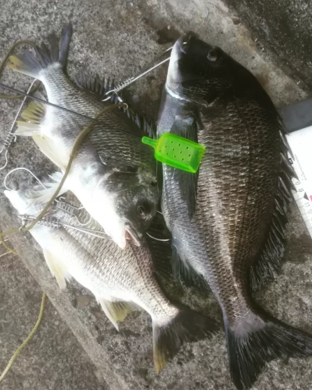 年無し乗っ込み