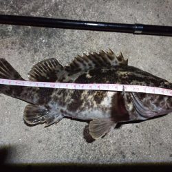 2022/04/11 南港ライトゲーム釣行