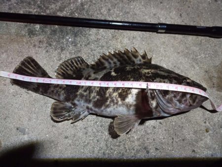 2022/04/11 南港ライトゲーム釣行