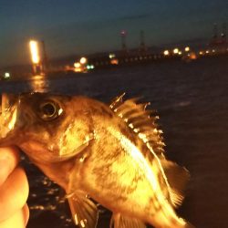 メバル1  ガシラ3