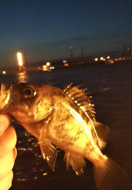 メバル1  ガシラ3