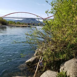 綺麗なアマゴがヒット