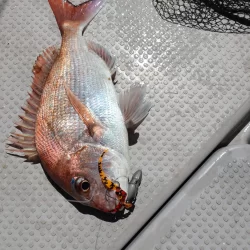 今年初のタイラバ