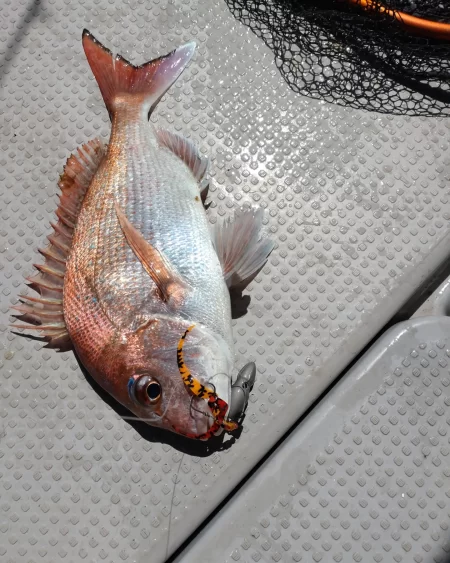 今年初のタイラバ