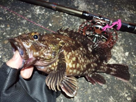 2022/04/17 南港ヘチ釣り釣行