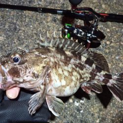 2022/04/18 南港ライトゲーム釣行